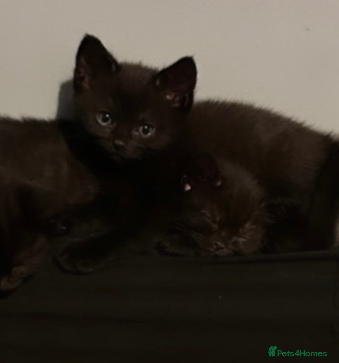 British Shorthair cats for sale:  British short hair kittens  - Image 9