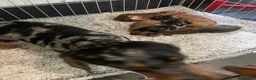 Miniature Dachshund dogs for sale: Miniature dachshund, family bred  - Advert 11