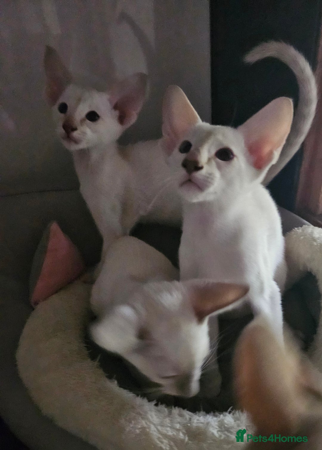 Siamese cats for sale: Two Male Siamese Kittens Looking for New Slaves - Image 1