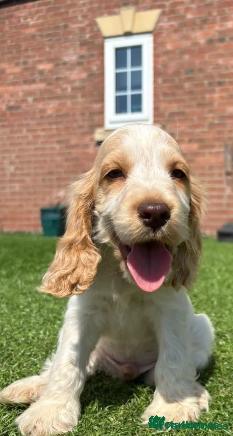 Cocker Spaniel dogs Last boy kc reg show cockers READY NOW  - Advert 1