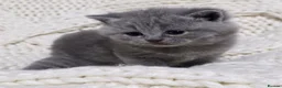 British Shorthair cats for sale: Beautiful British shorthair kittens  - Advert 22