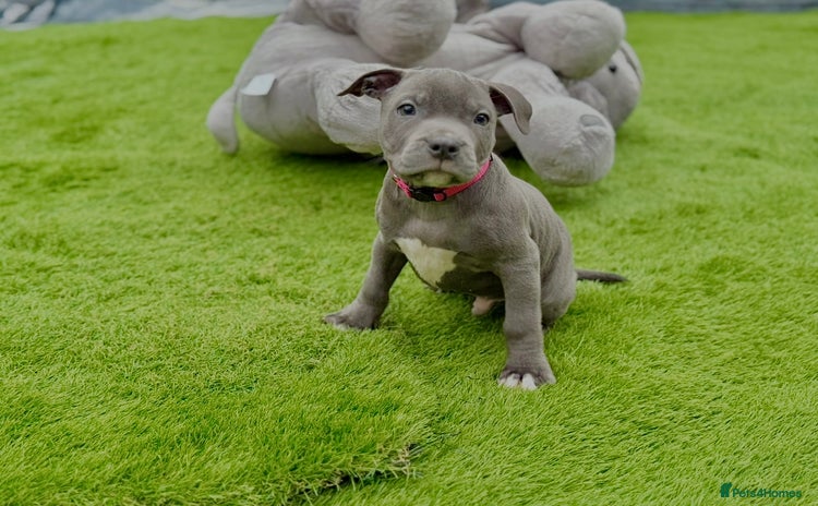 Staffordshire Bull Terrier dogs - Advert 9