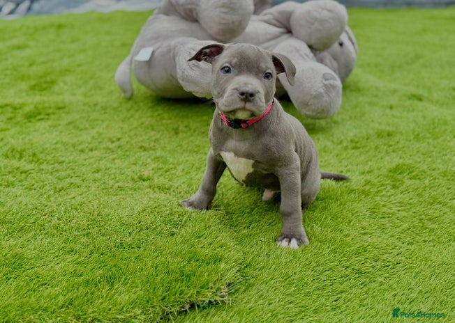 Staffordshire Bull Terrier dogs - Advert 2