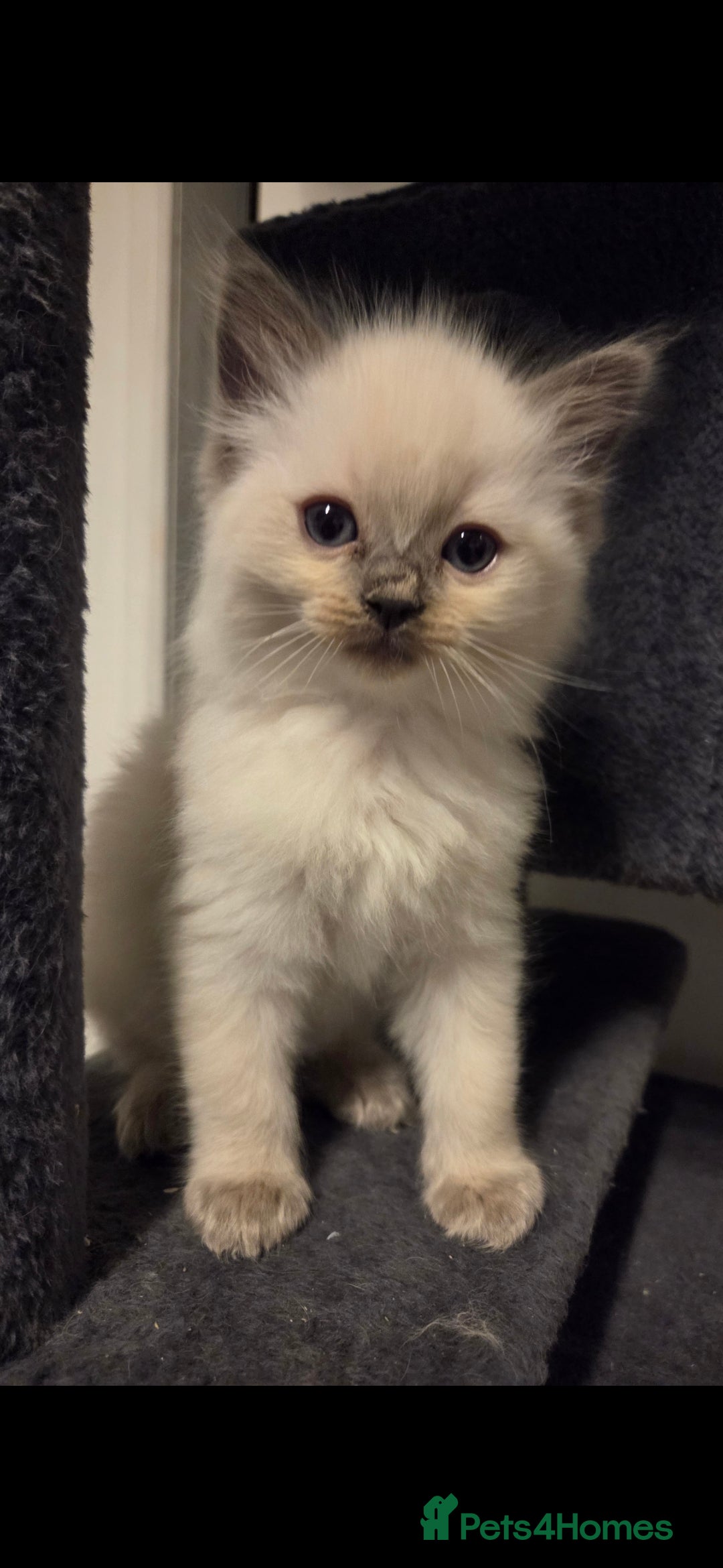Ragdoll cats for sale: Pure blue mitted Ragdoll kittens - Image 9