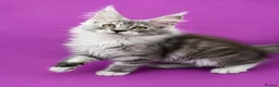 Maine Coon cats for sale: Maine Coon Kittens – Giant Bloodlines | Tica Reg. - Advert 13