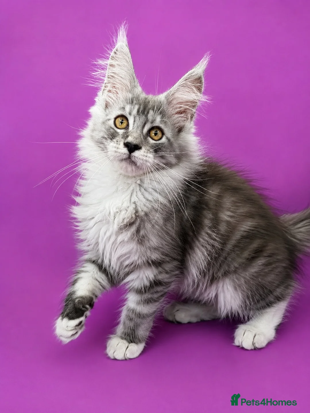 Maine Coon cats for sale: Maine Coon Kittens – Giant Bloodlines | Tica Reg. - Advert 13