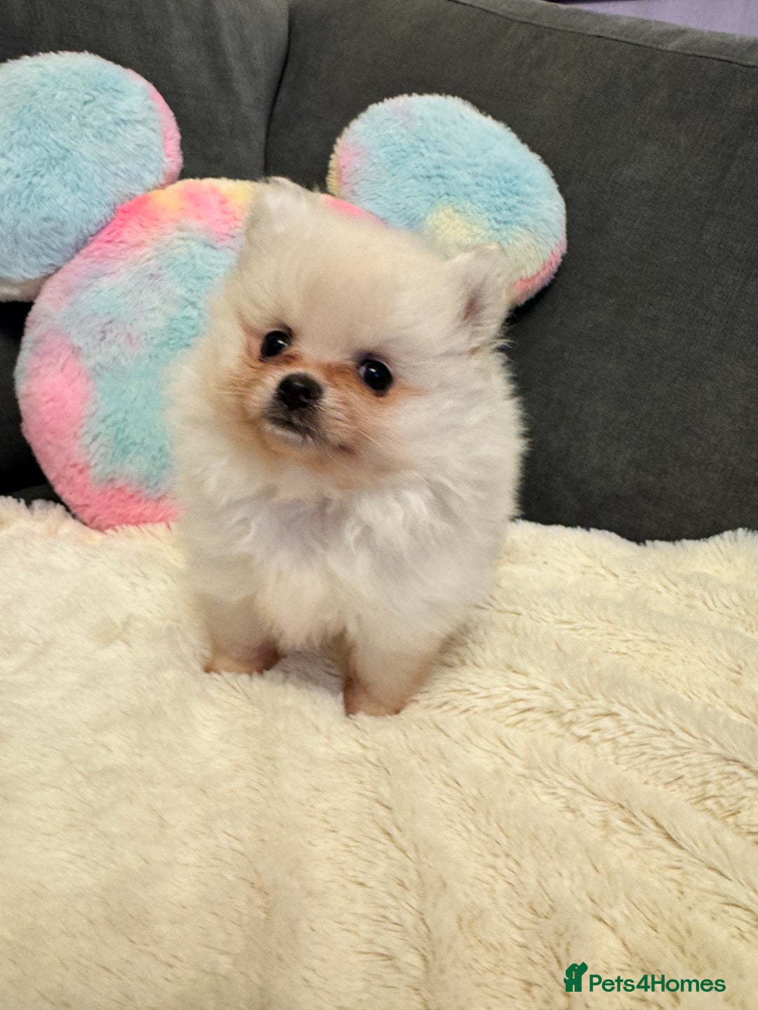 Pomeranian dogs for sale: ❤️Beautiful Pomeranian puppies❤️ - Advert 18