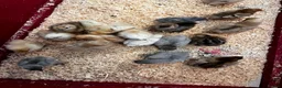 Chickens poultry for sale: 🐣Pekin and Silkie Chicks various ages and colour - Advert 4