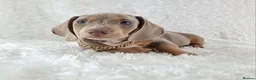 Miniature Dachshund dogs for sale: Stunning Miniature Dachshund Puppies  - Advert 10