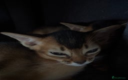 Abyssinian cats for sale: Champion Line Abyssinian Kittens - Reserve Today! - Image 9