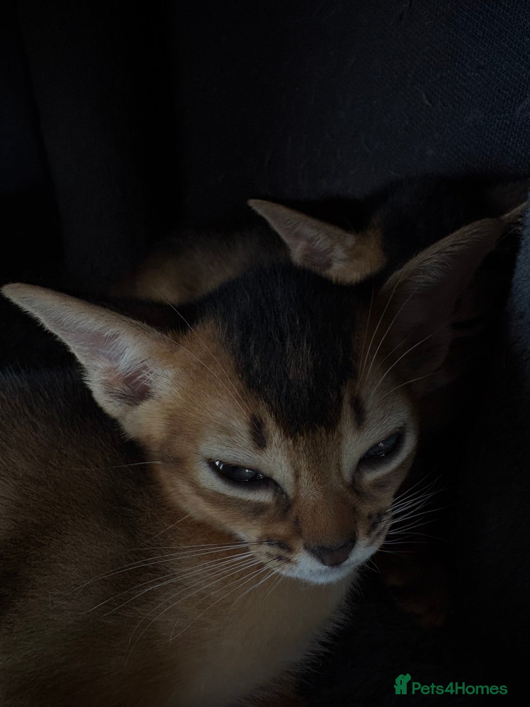 Abyssinian cats for sale: Champion Line Abyssinian Kittens - Reserve Today! - Image 9
