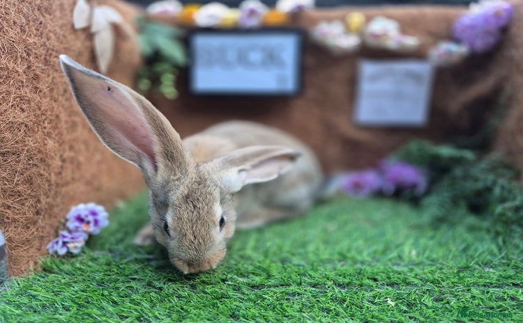Continental Giant rabbits - Advert 1