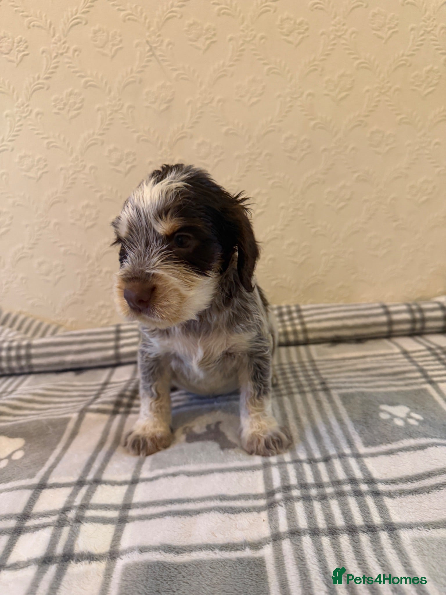 Cocker Spaniel dogs 1 boy💙 remaining - KC show cocker spaniels🩷 - Advert 5