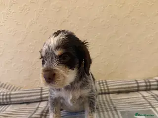 Cocker Spaniel dogs 1 boy💙 remaining - KC show cocker spaniels🩷 - Advert 5