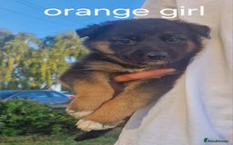 Mixed Breed dogs for sale: German shepherd x border collie pups  - Image 2
