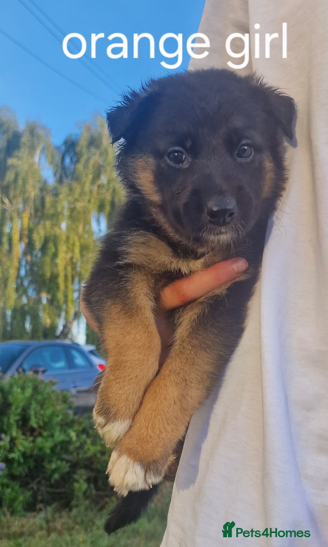 Mixed Breed dogs for sale: German shepherd x border collie pups  - Image 2