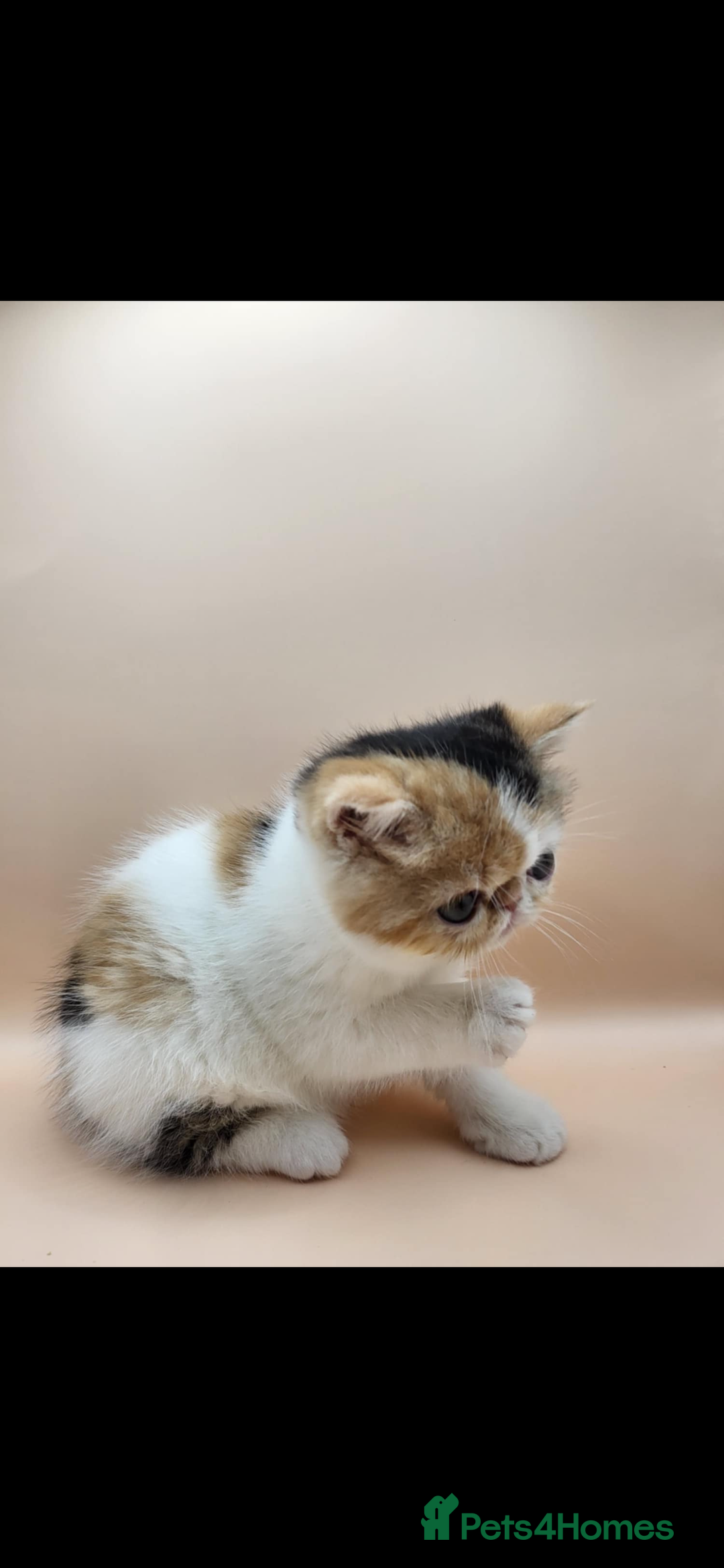 Exotic cats for sale: Exotic kittens  - Advert 21