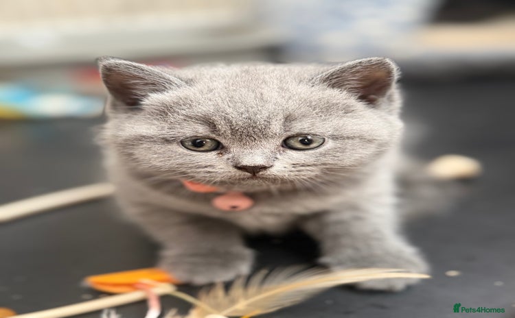 British Shorthair cats - Advert 3