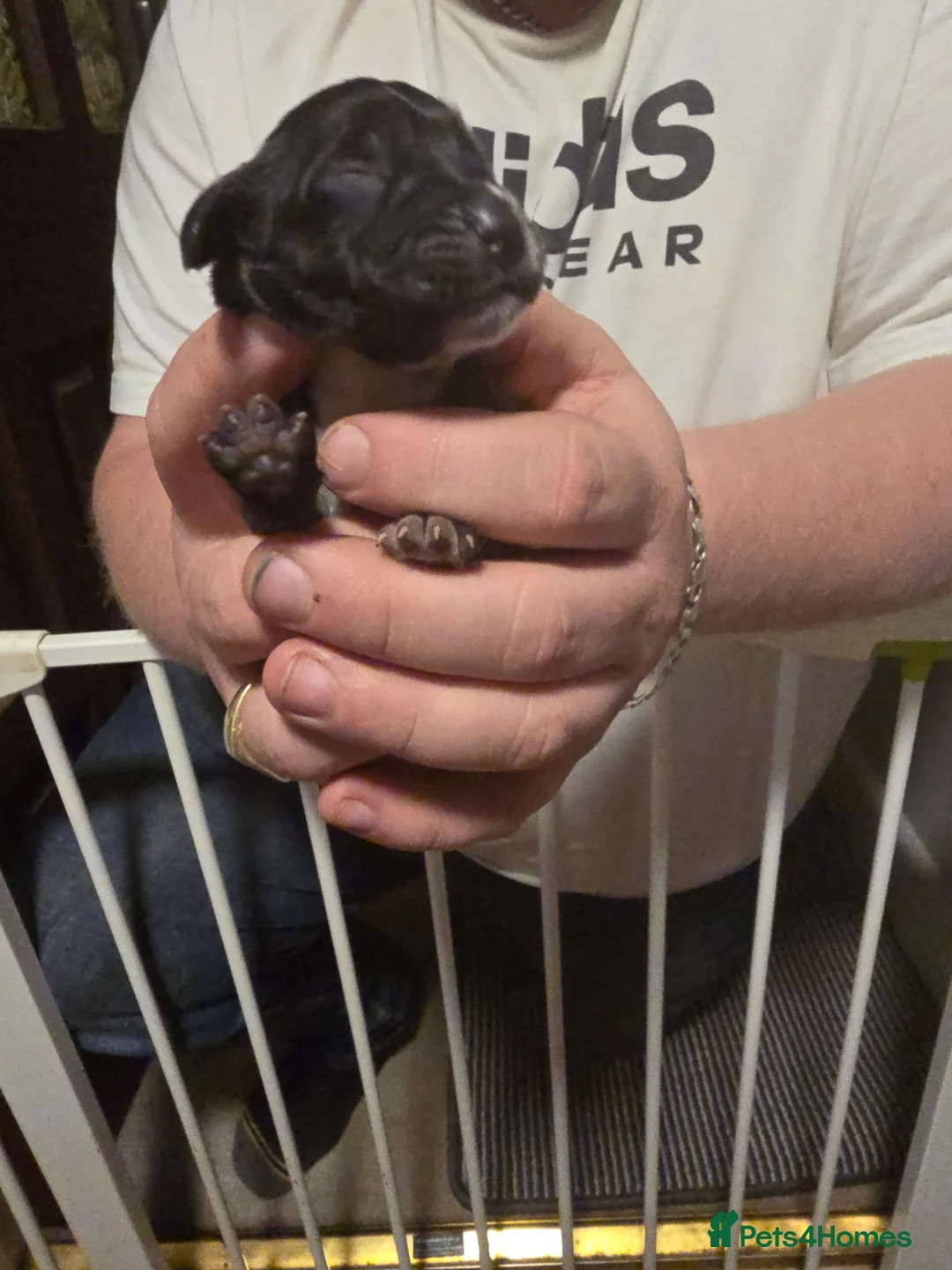 Cocker Spaniel dogs for sale: Cocker spaniel puppy  - Advert 10