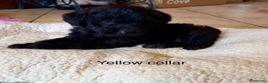 Labradoodle Puppy 4 Yellow collar 
