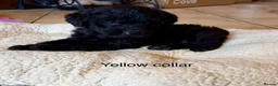 Labradoodle dogs for sale: Miniature Labradoodles- from experienced breeder - Advert 17