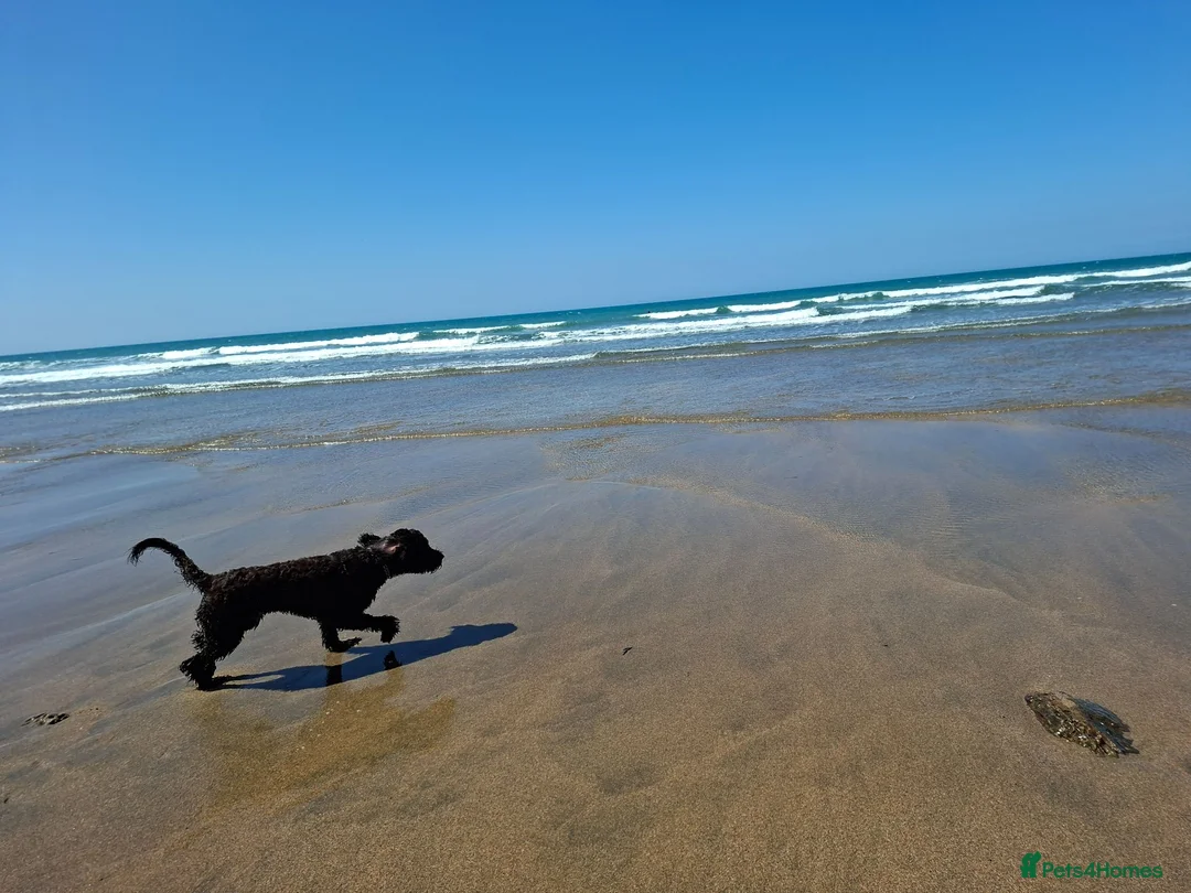 Sproodle dogs for sale: 11 month old Sproodle in Holsworthy - Advert 2