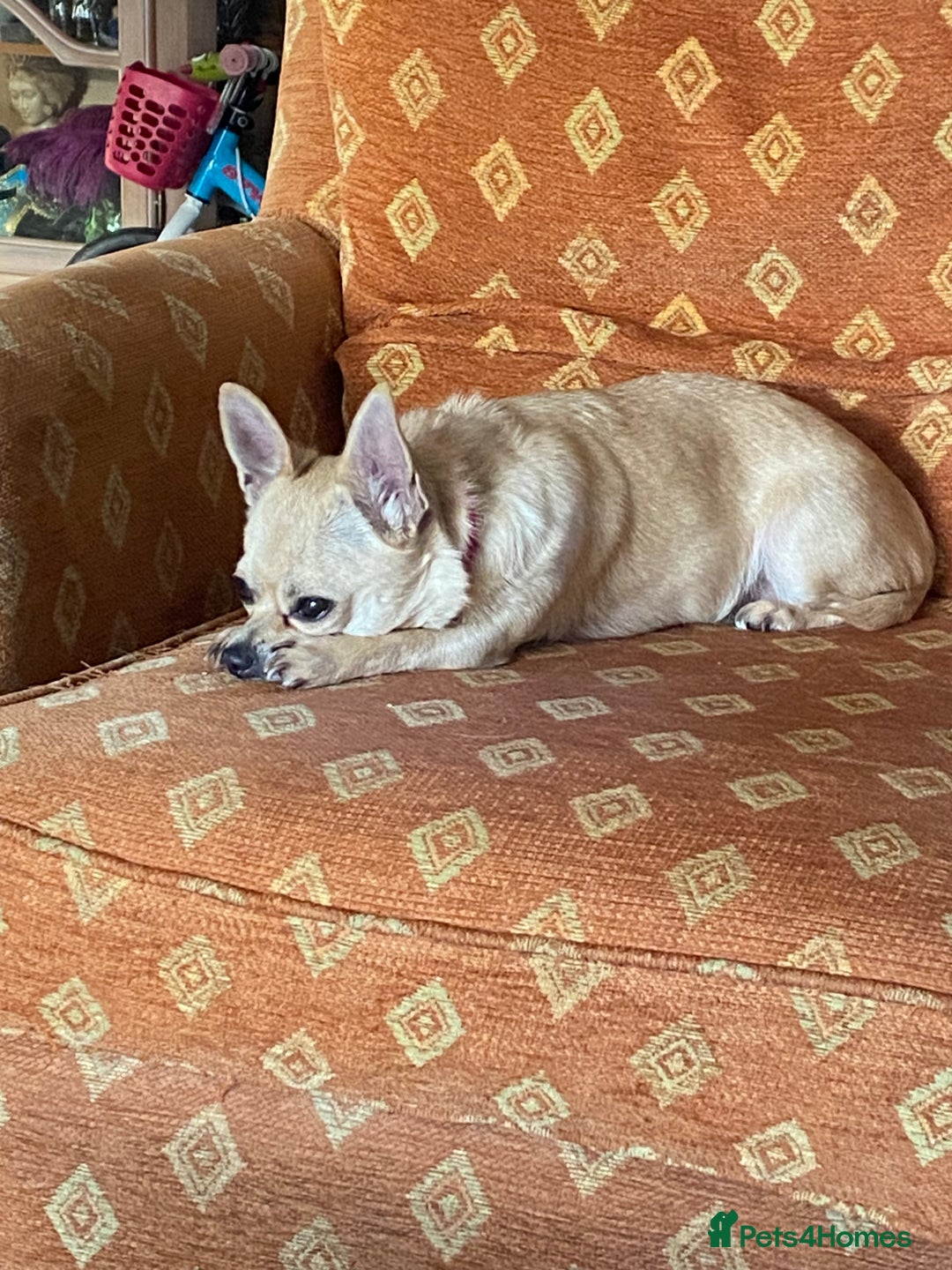 Chihuahua dogs for sale: Chihuahua - Advert 4