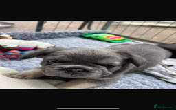 French Bulldog dogs for sale: Quality 5star🌟full visual fluffy French bulldogs  - Image 22
