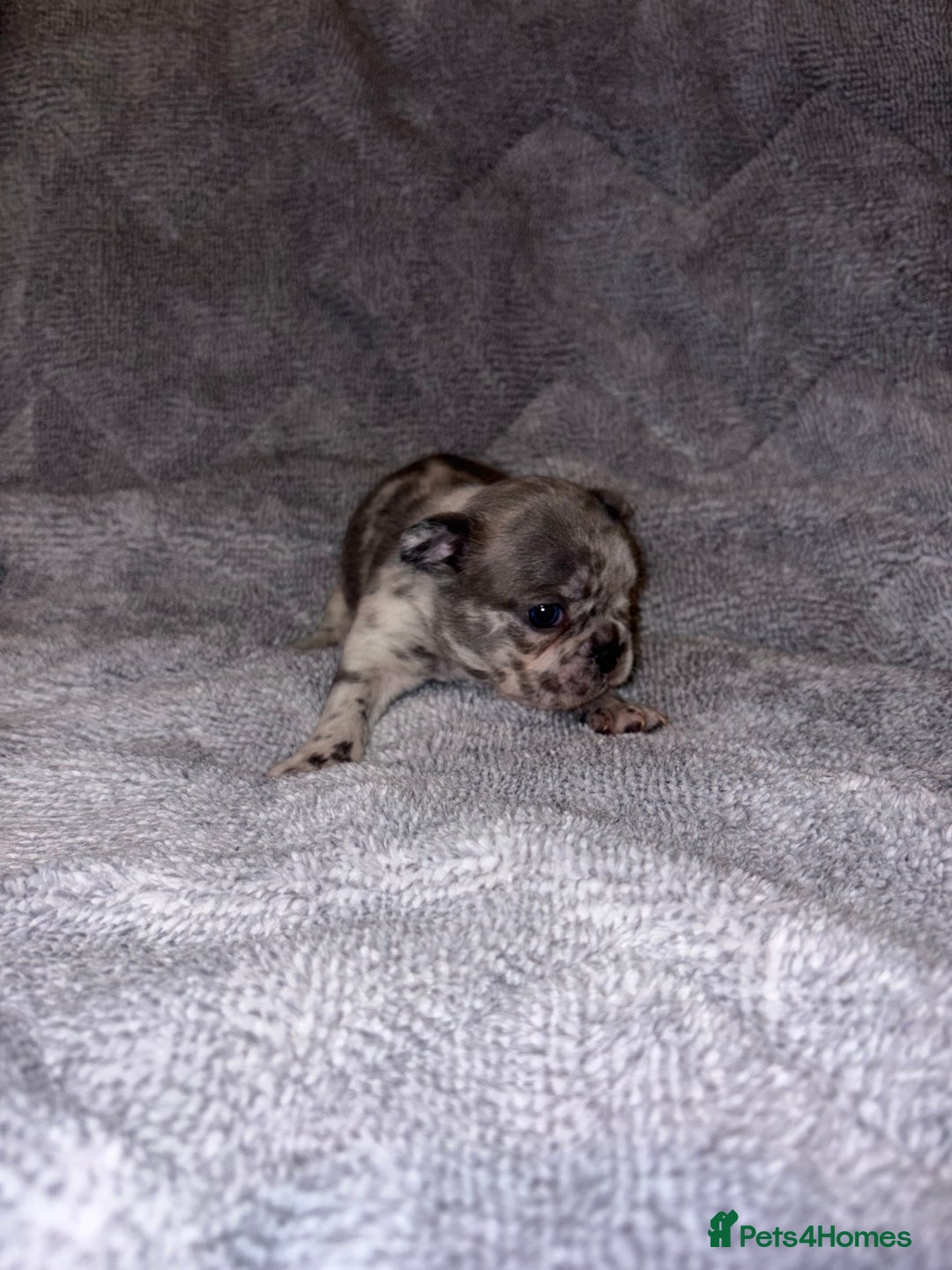 French Bulldog dogs for sale: 🐾French bulldog puppies🐾 ready end of jan - Advert 4