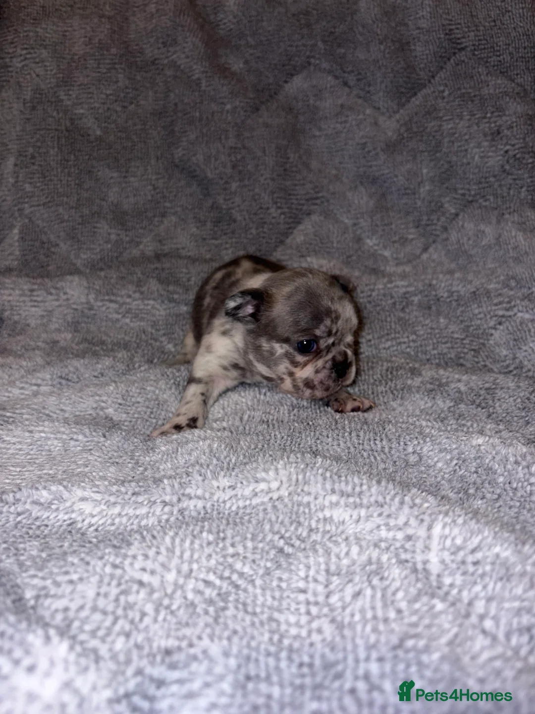 French Bulldog dogs for sale: 🐾French bulldog puppies🐾 ready end of jan - Advert 4
