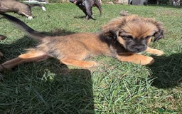 Mixed Breed dogs for sale: Beautiful Dachshund x Pekingese little girl - Image 1