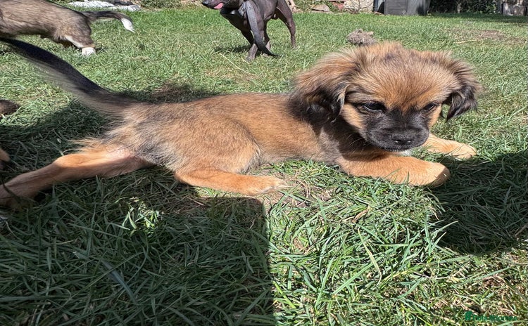Mixed Breed dogs - Advert 2