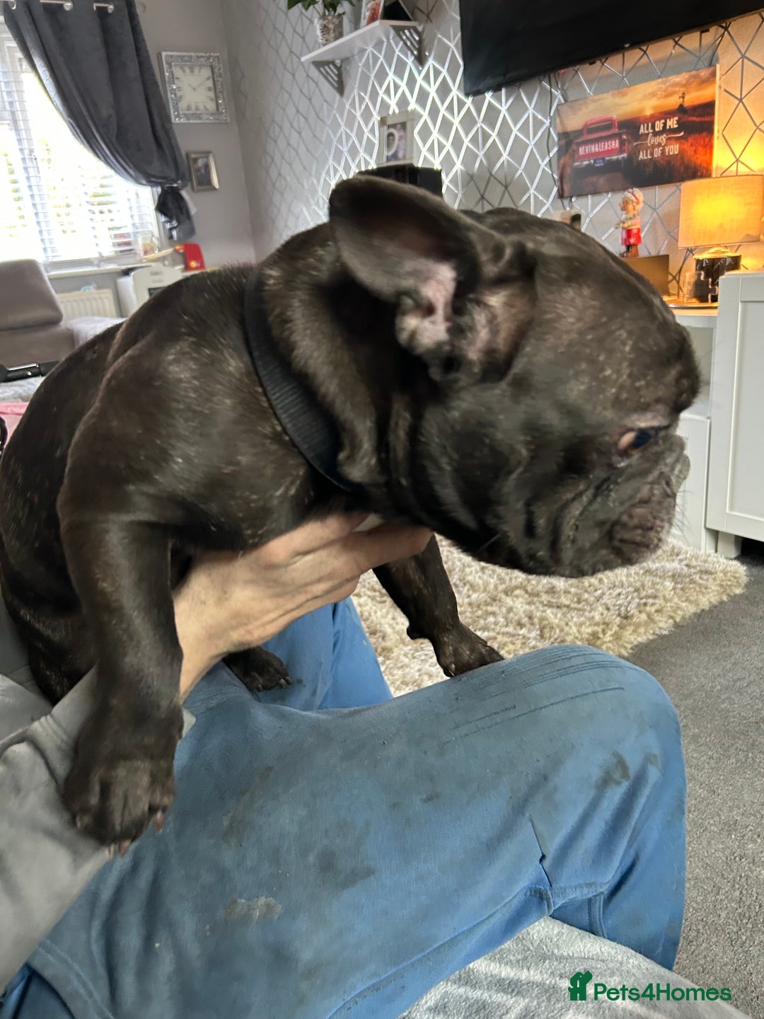French Bulldog dogs for sale: 3 year old Frenchie derik - Advert 1