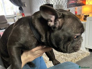 French Bulldog dogs 3 year old Frenchie derik - Advert 9