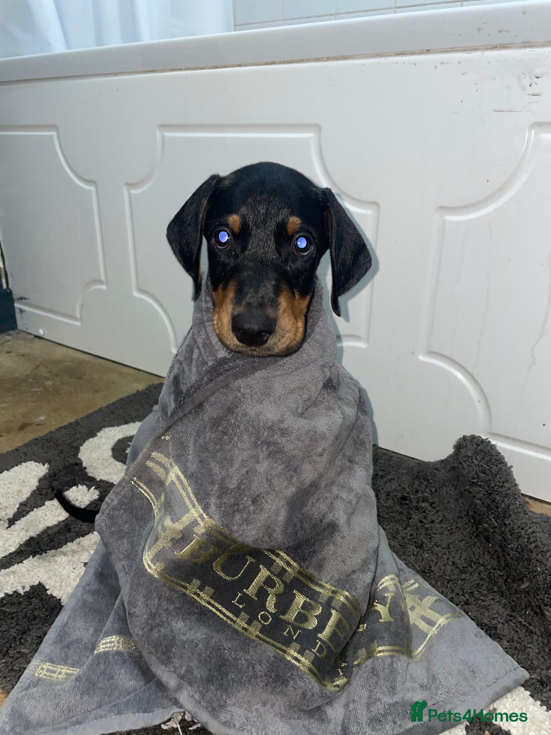 Dobermann dogs for sale: Doberman puppies  - Image 5