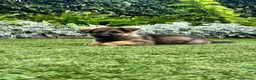 German Shepherd dogs for sale: 9 German shepherd puppies - Advert 26