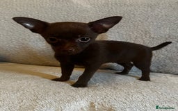 Mixed Breed dogs for sale: Chihuahua x  - Image 27