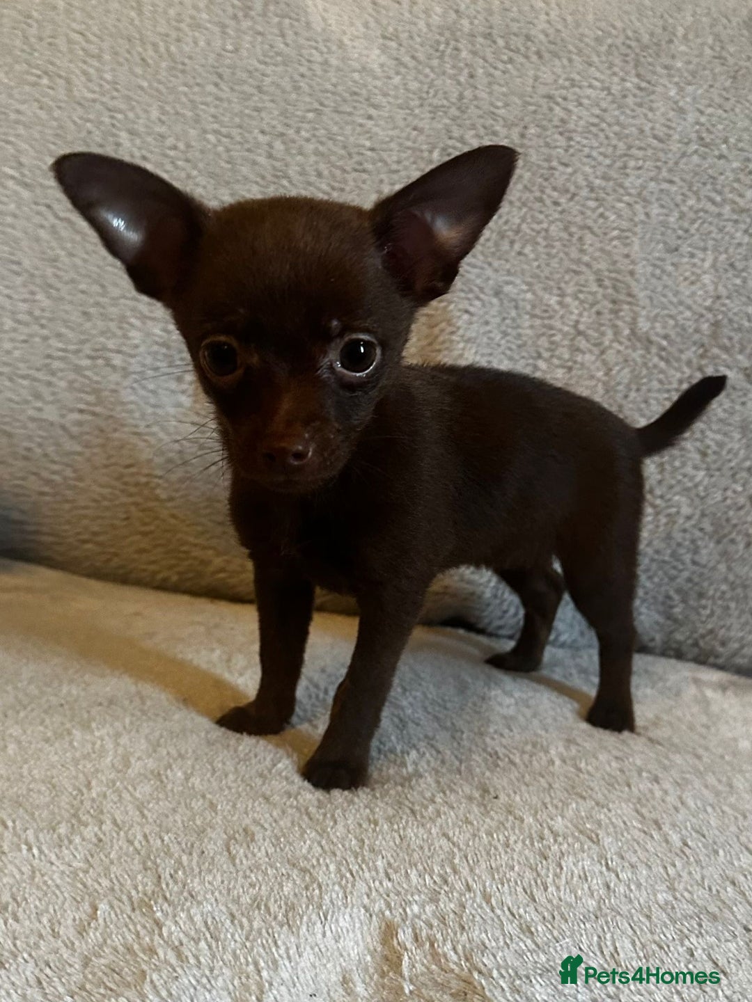 Mixed Breed dogs for sale: Chihuahua x  - Image 27