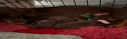 Miniature Dachshund dogs for sale: Miniature dachshund puppies  - Advert 21