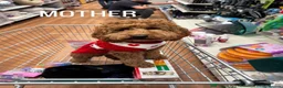 Toy Poodle dogs for sale: Puppies 🐶 Kennel Club Registered  - Advert 23