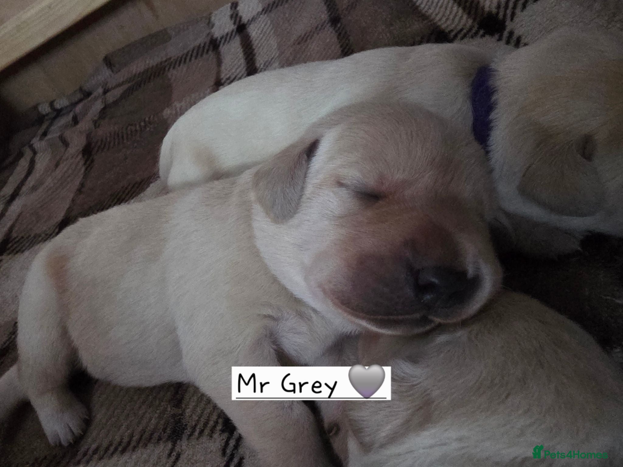 Labrador Retriever dogs Maggies beautiful pups, only 2 boys left 🤎🩶 - Advert 2