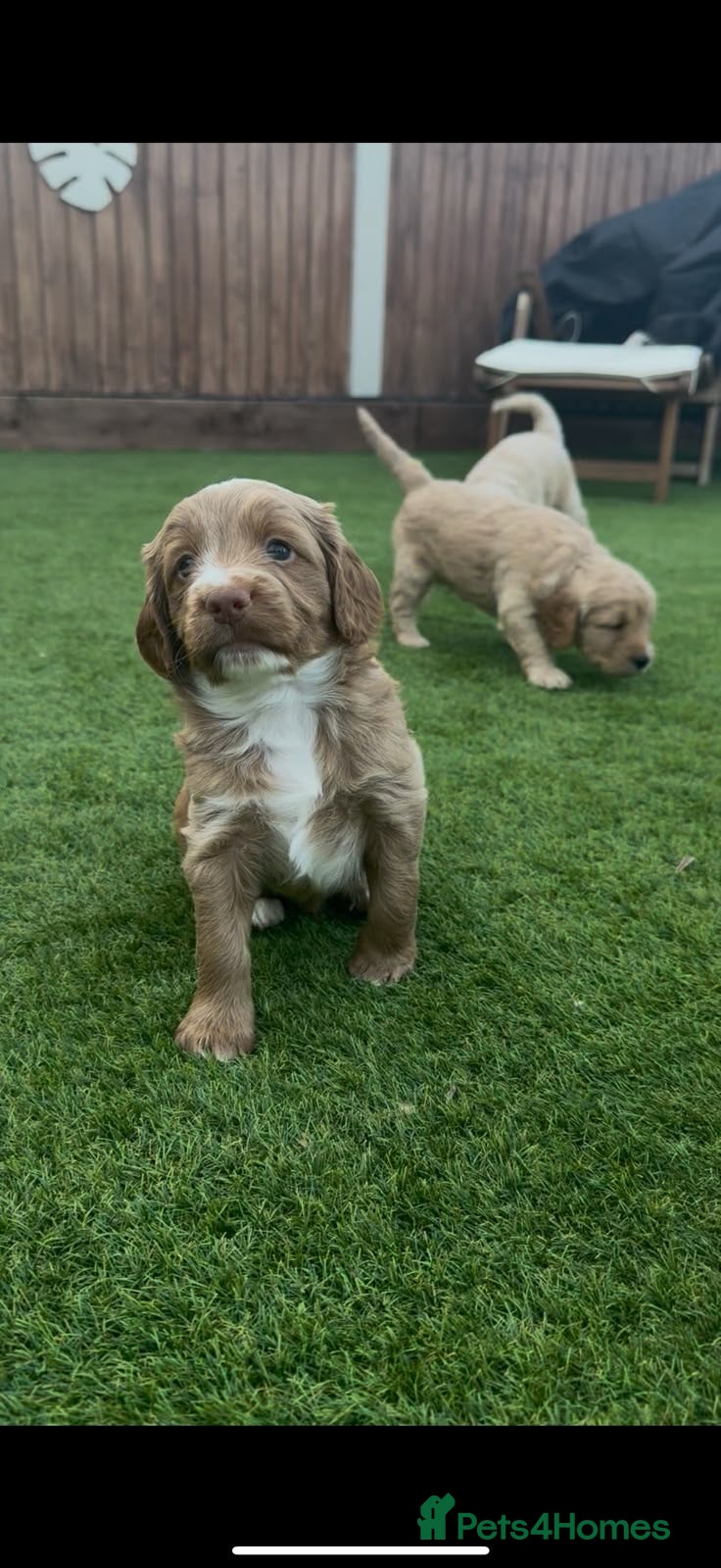 Cockapoo dogs Stunning cockapoo puppies - Advert 2