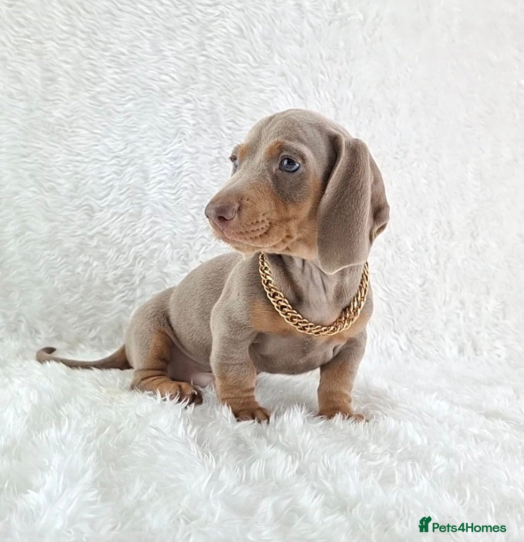 Miniature Dachshund dogs Stunning Miniature Dachshund Puppies  - Advert 2