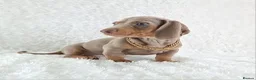 Miniature Dachshund dogs for sale: Stunning Miniature Dachshund Puppies  - Advert 12