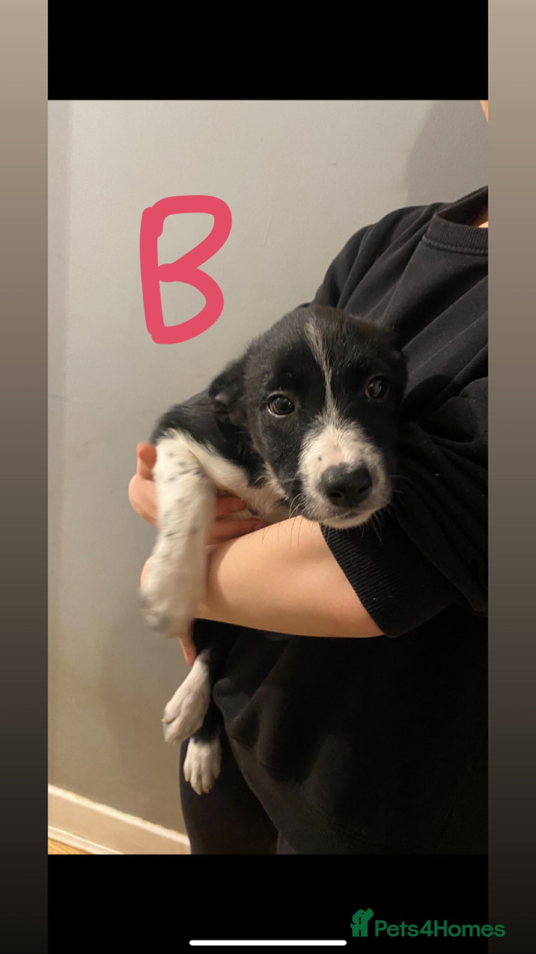 Border Collie dogs for sale: 5 border collie puppies ! - Advert 4