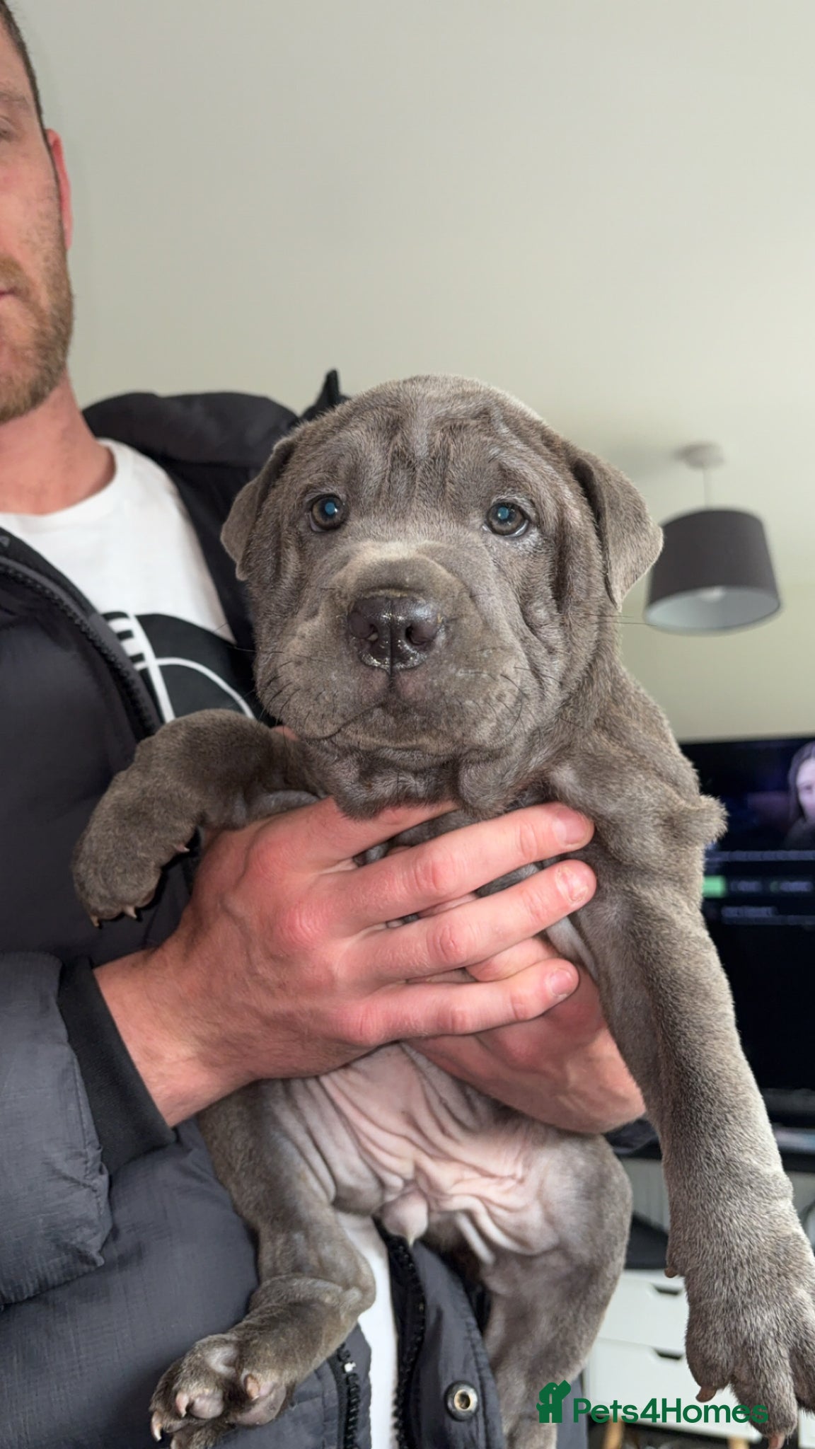 Mixed Breed dogs Bull pei pups💗 - Advert 14