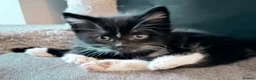 British Shorthair cats for sale: 2 Tuxedo kittens - Advert 14
