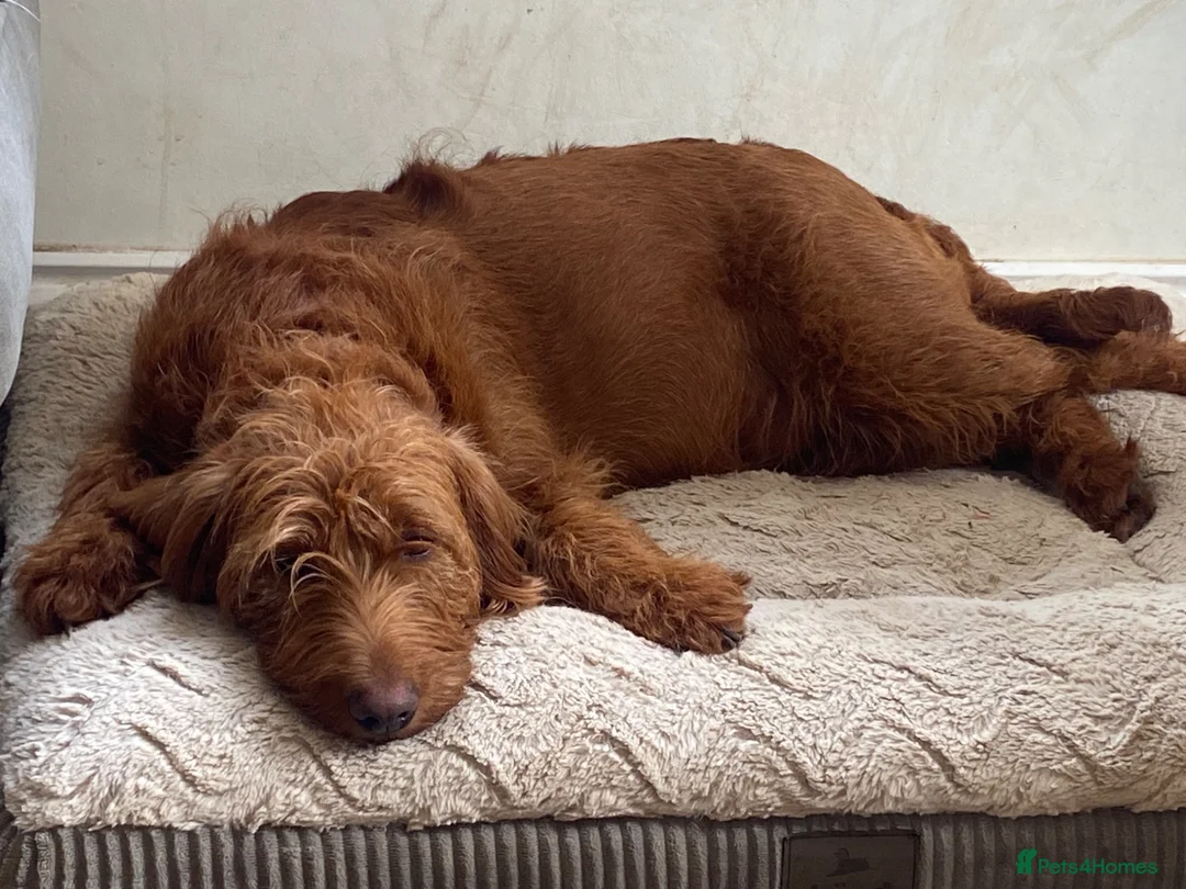 Mixed Breed dogs for sale: Labradoodle F1 Fox Red/ Australian Labradoodle  - Advert 2