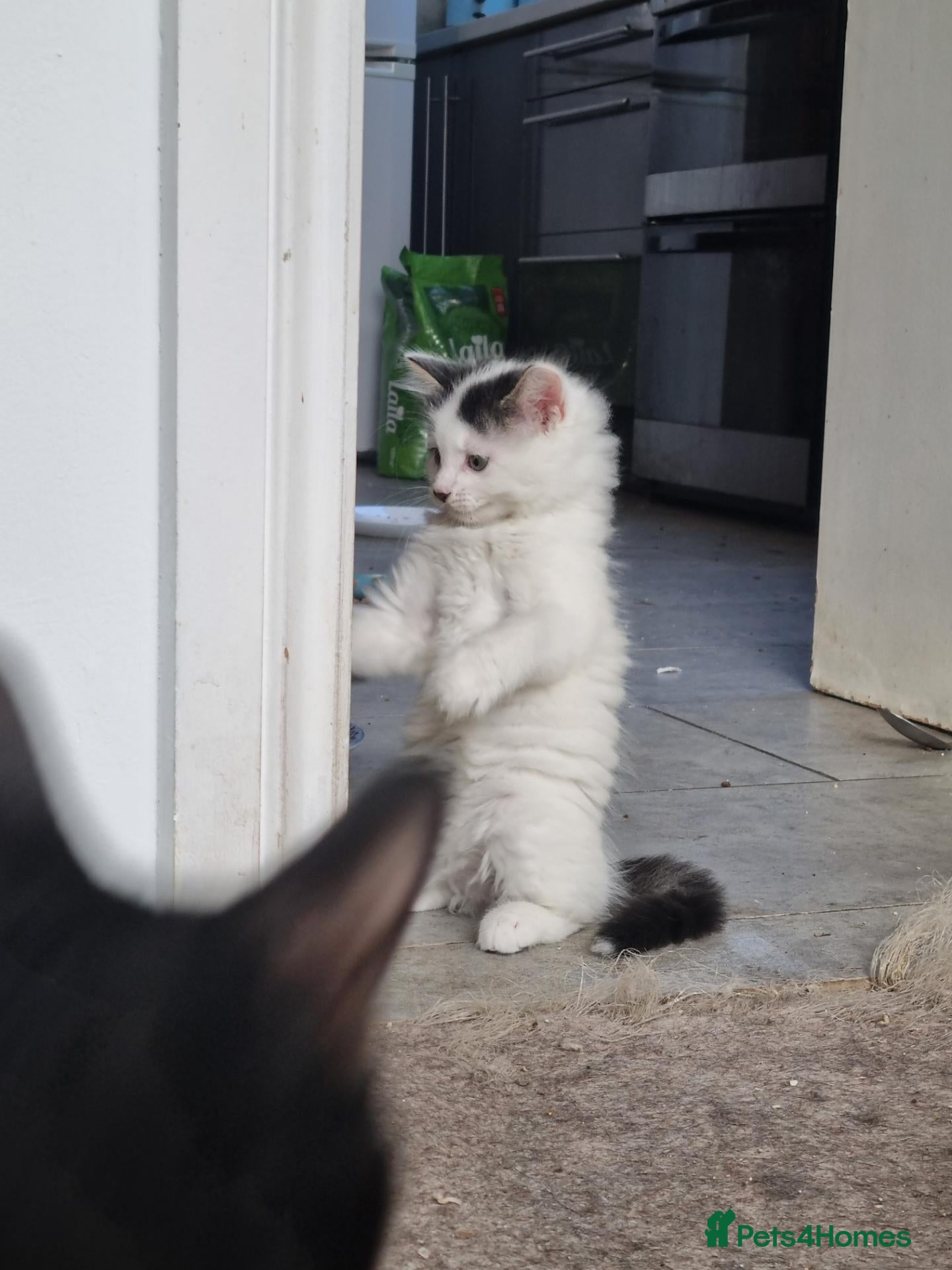 Mixed Breed cats Playfull beautiful 😍 kittens ready to go £85 - Advert 1