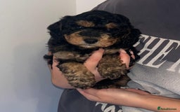 Cavapoo dogs for sale: Toy cavapoos - Image 1